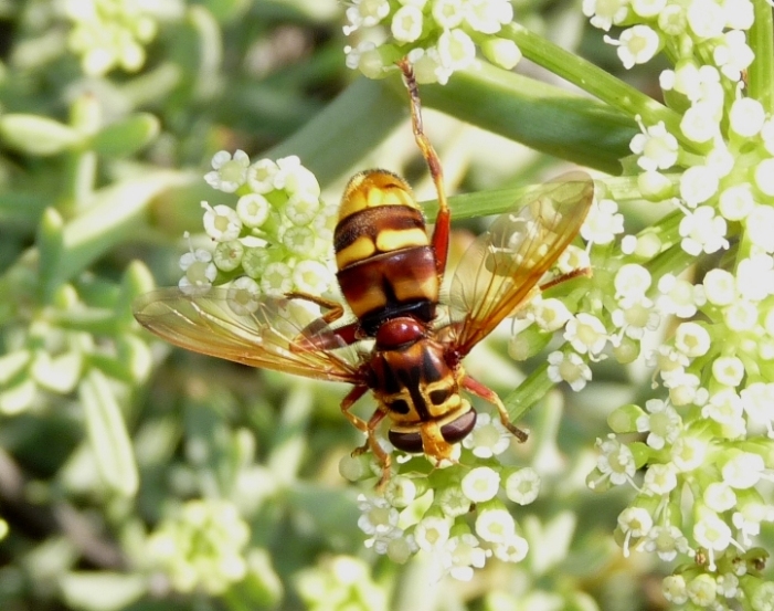 Milesia crabroniformis: nuova per la Sardegna