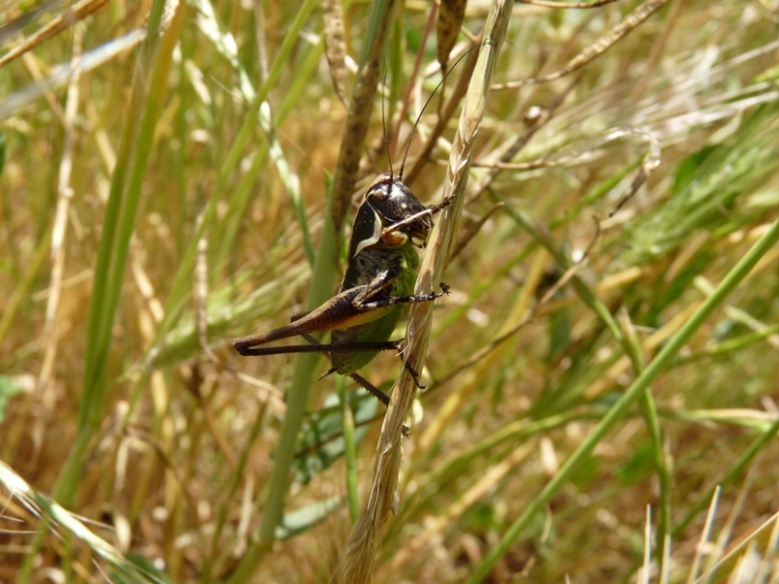 Tettigoniidae e Platycleis sp.