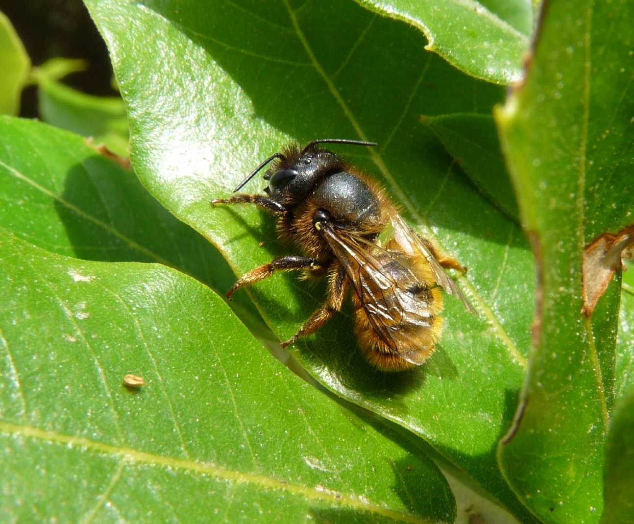 Osmia cornuta