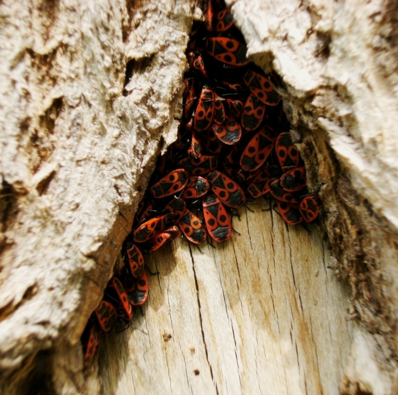 Ostello per Pyrrhocoris senza tetto