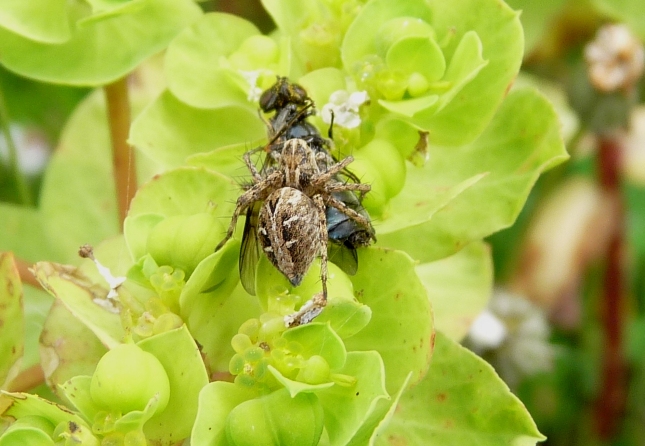 Piccolo Oxyopidae con preda