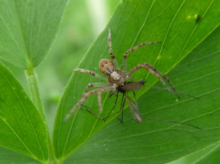 Piccolo Philodromidae (?) con preda