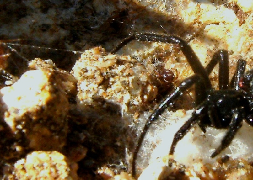 Steatoda triangulosa