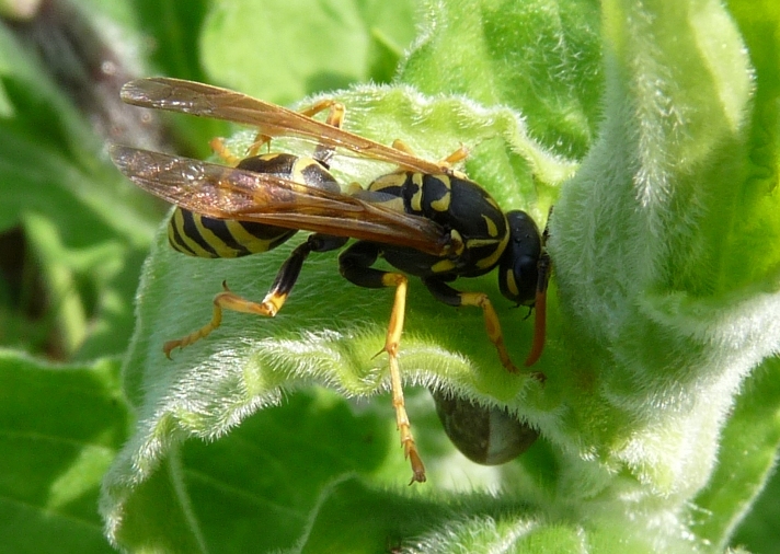 Polistes