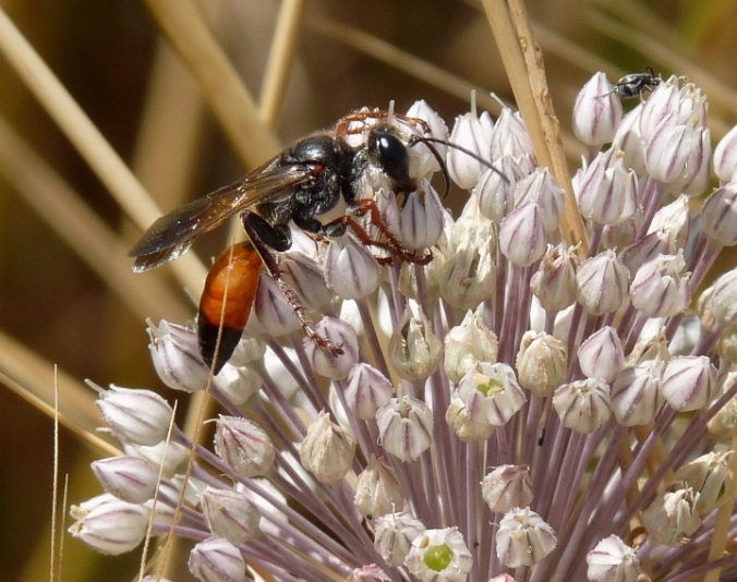 Sphex funerarius? (o flavipennis)