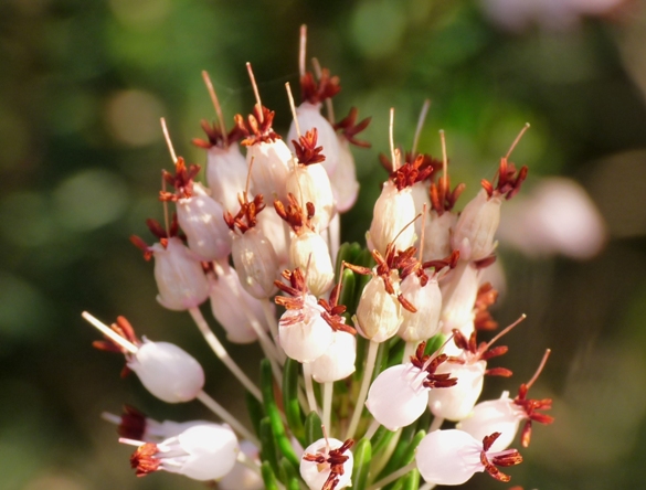 Quiz (Erica multiflora)