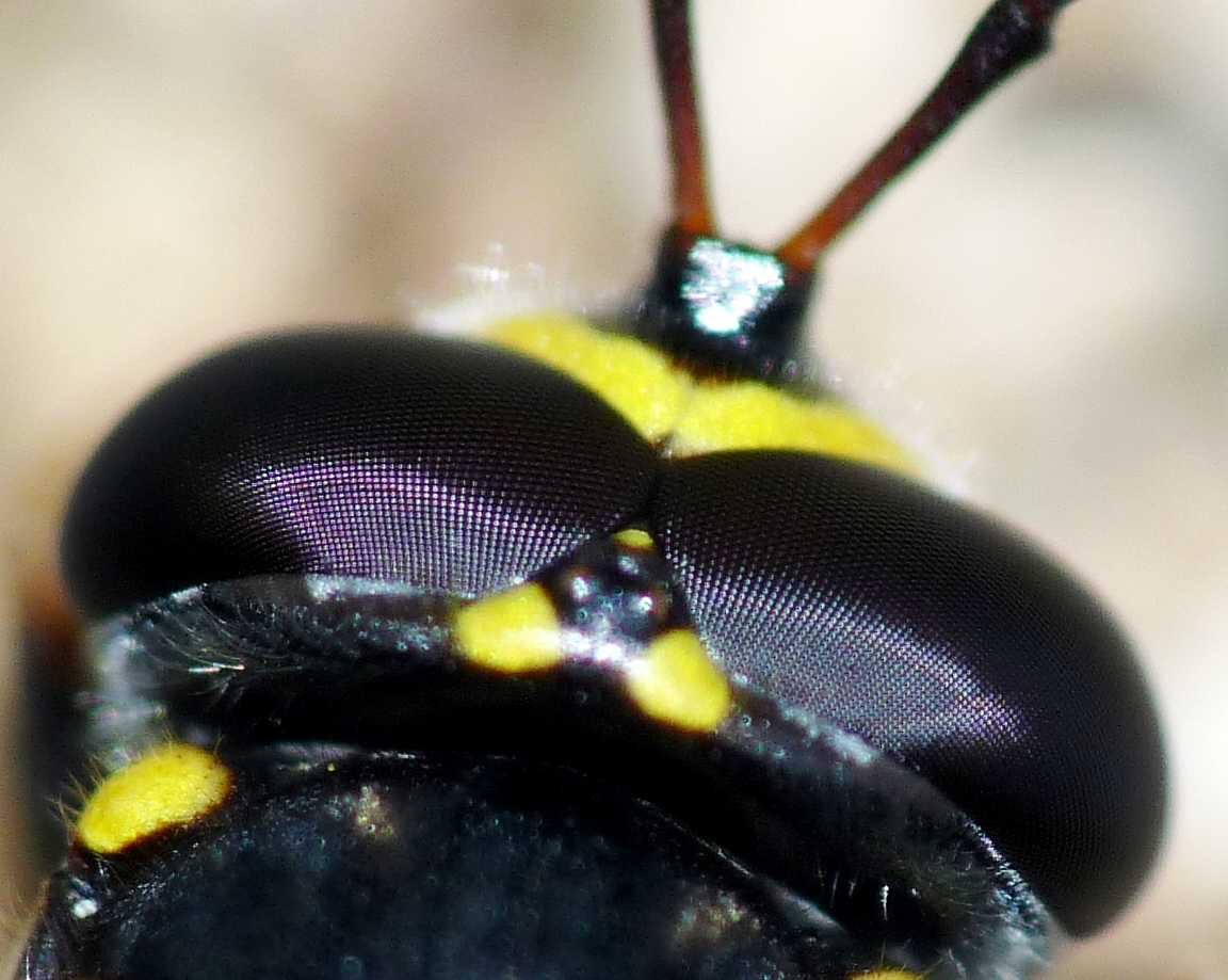 Quiz occhi Sphiximorpha subsessilis ♂ (Syrphidae)