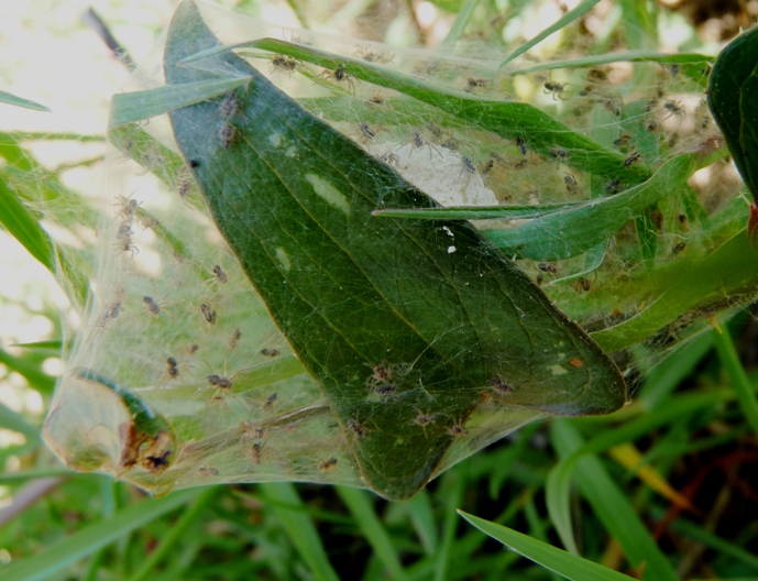 Tre nidi di Pisaura sp.