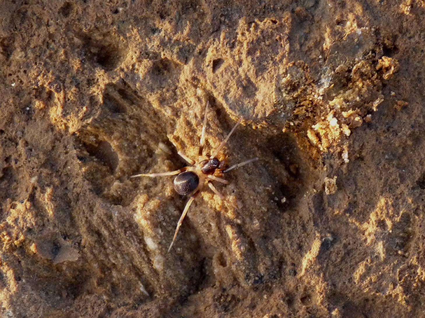 Zodarion sp.