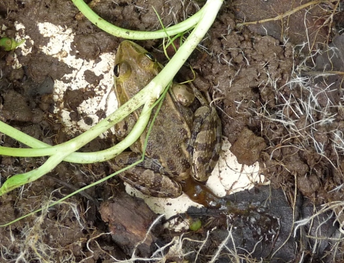 Rana da determinare - Pelophylax sp. (Roma)