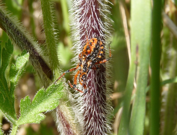 Neanide di Rhinocoris