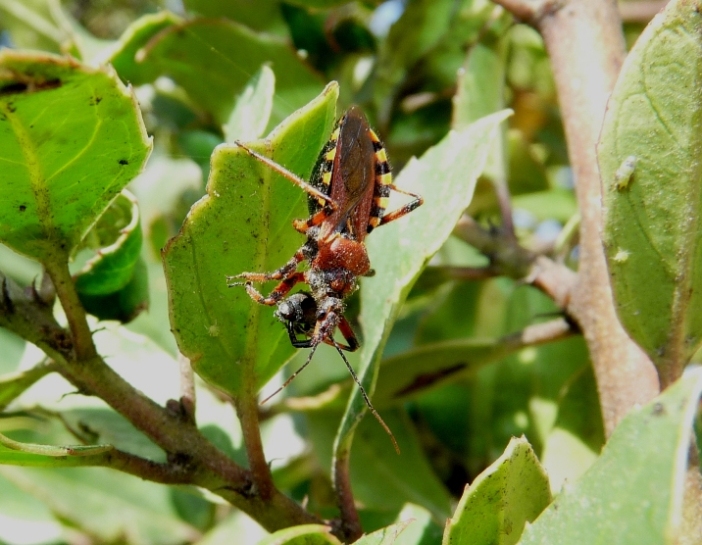 Reduviidae: Rynocoris erythropus che preda Elateridae