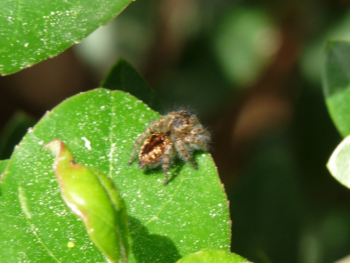 Philaeus chrysops?