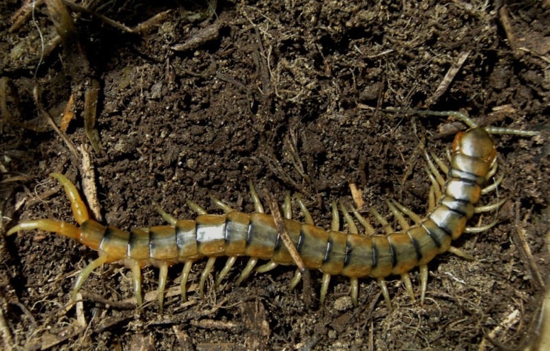 Lithobius sp.