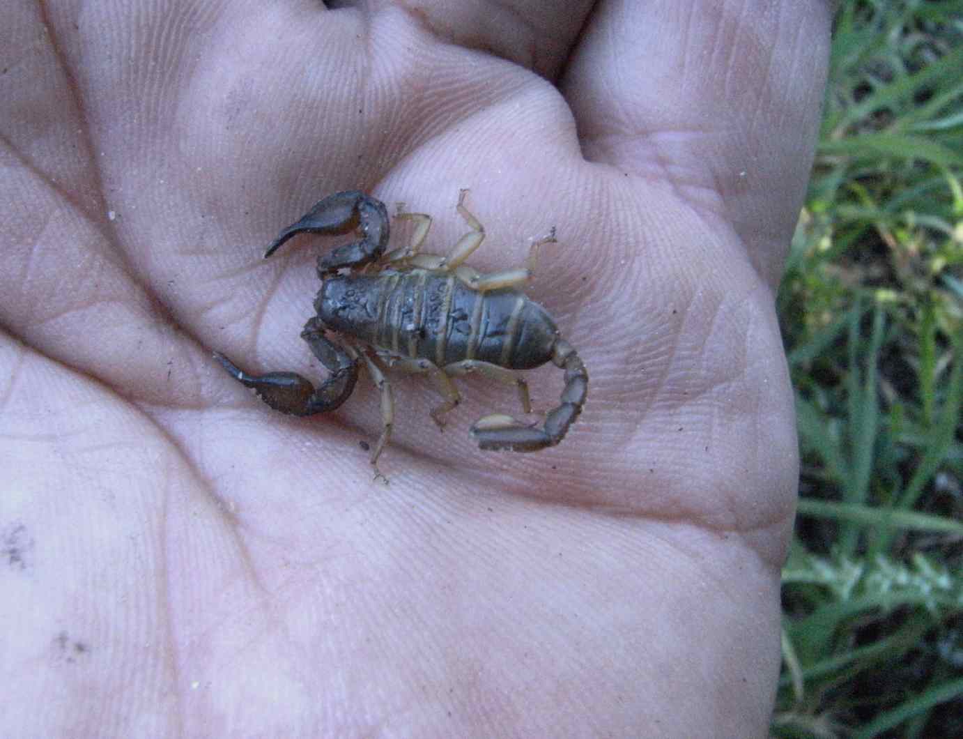 Euscorpius sp.