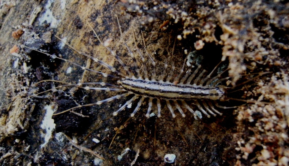 Scutigera coleoptrata - un esperimento!