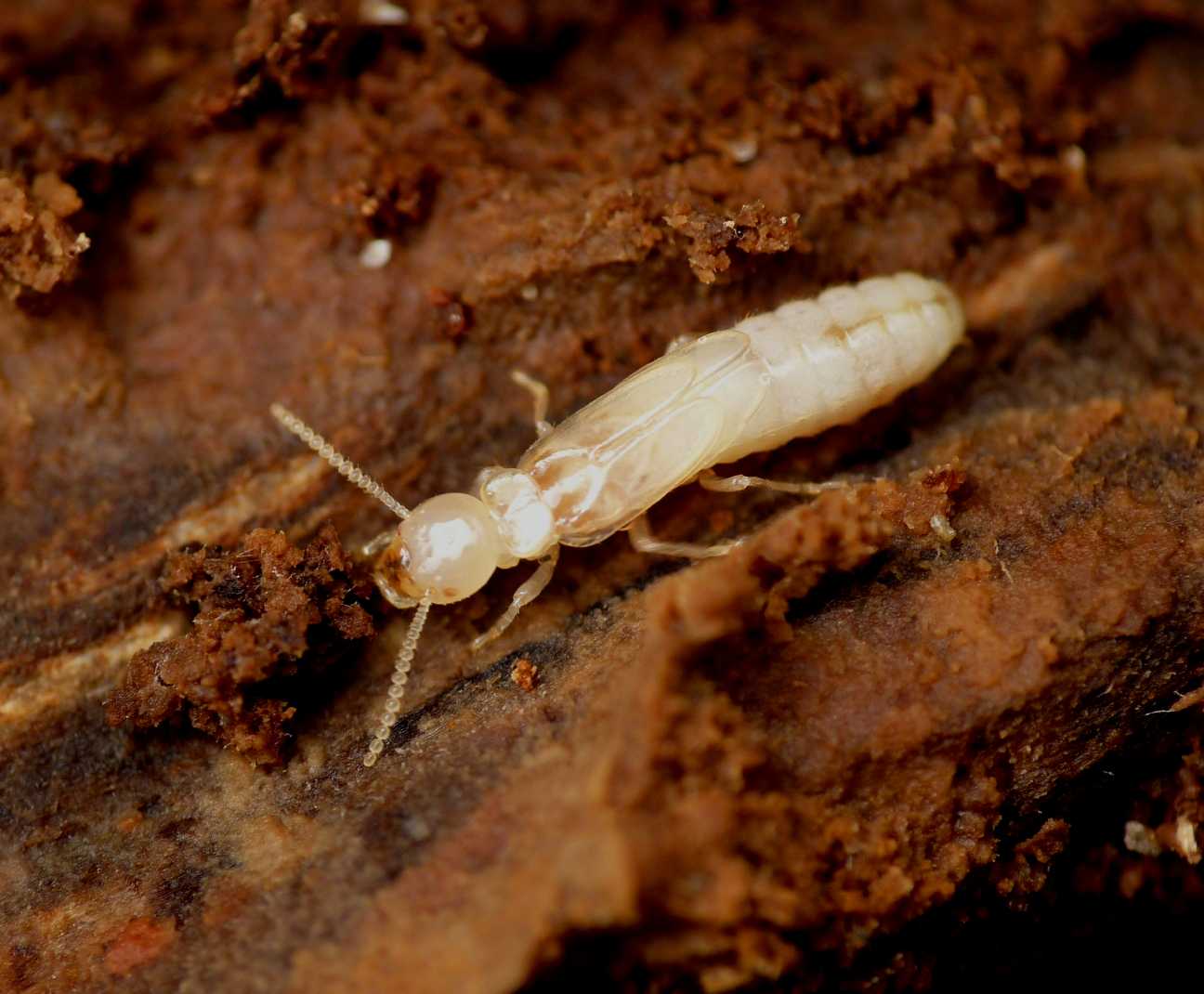 Reticulitermes lucifugus ad Ostia