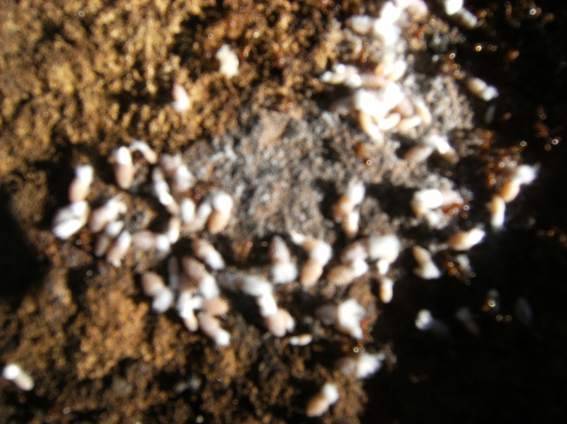 Altri ospiti delle formiche 2 (ninfe di Cixiidae)
