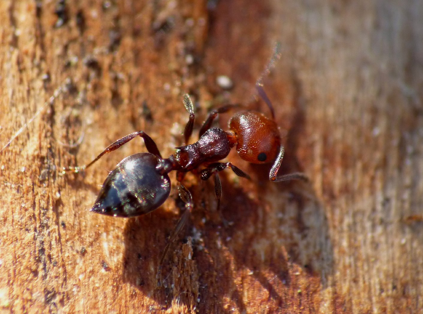 Crematogaster scutellaris: primo piano