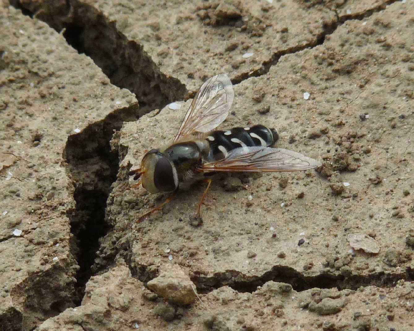 Scaeva pyrastri F (Syrphidae)