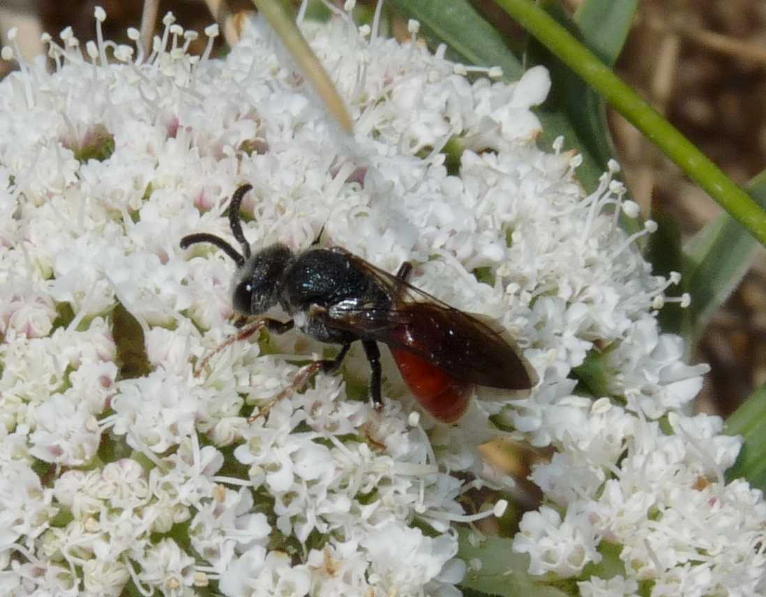 Sphecodes sp. (Apidae Halictinae)