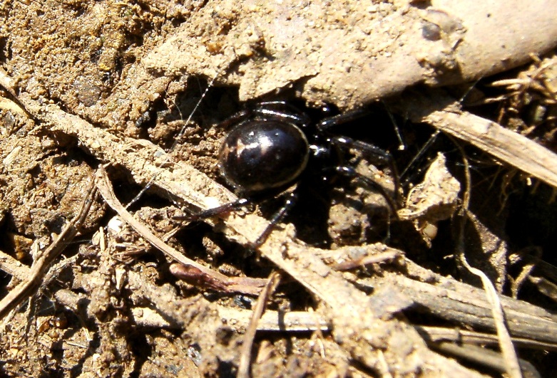 Steatoda paykulliana