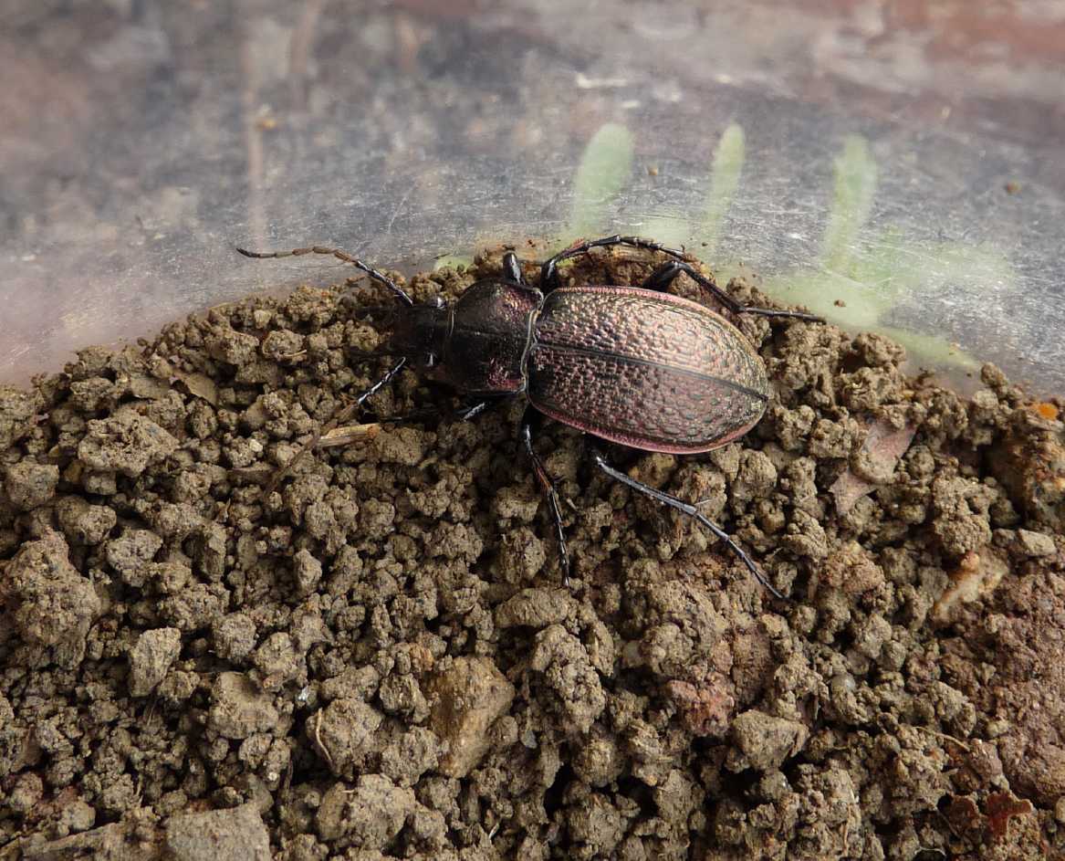 Carabo da determinare: Carabus alysidotus