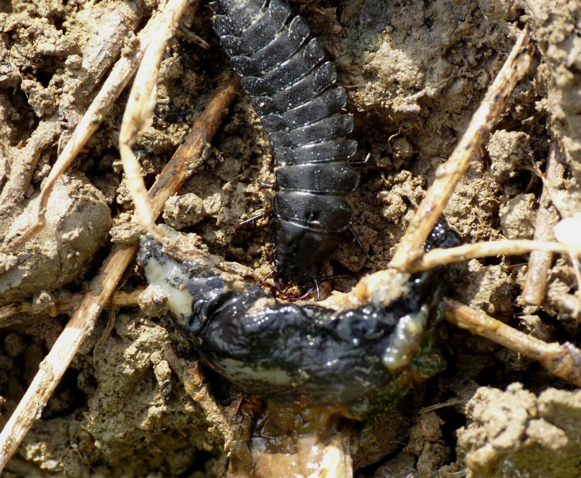 Larva di Carabus coriaceus con lumaca