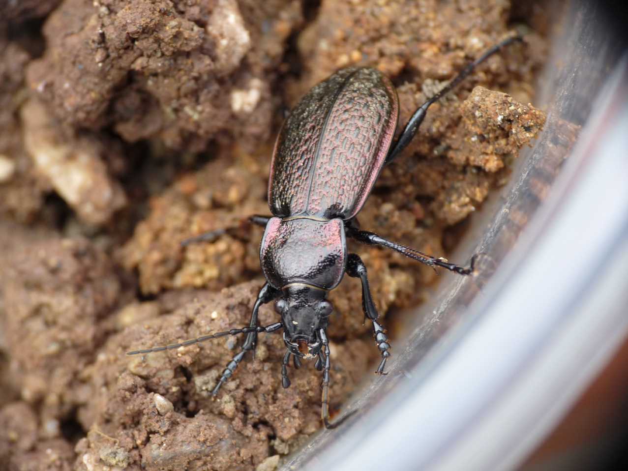 Carabo da determinare: Carabus alysidotus