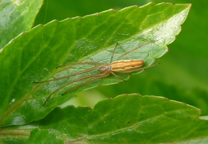 Tetragnatha