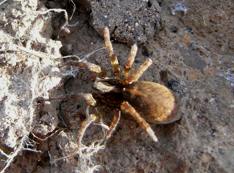 Trochosa sp.