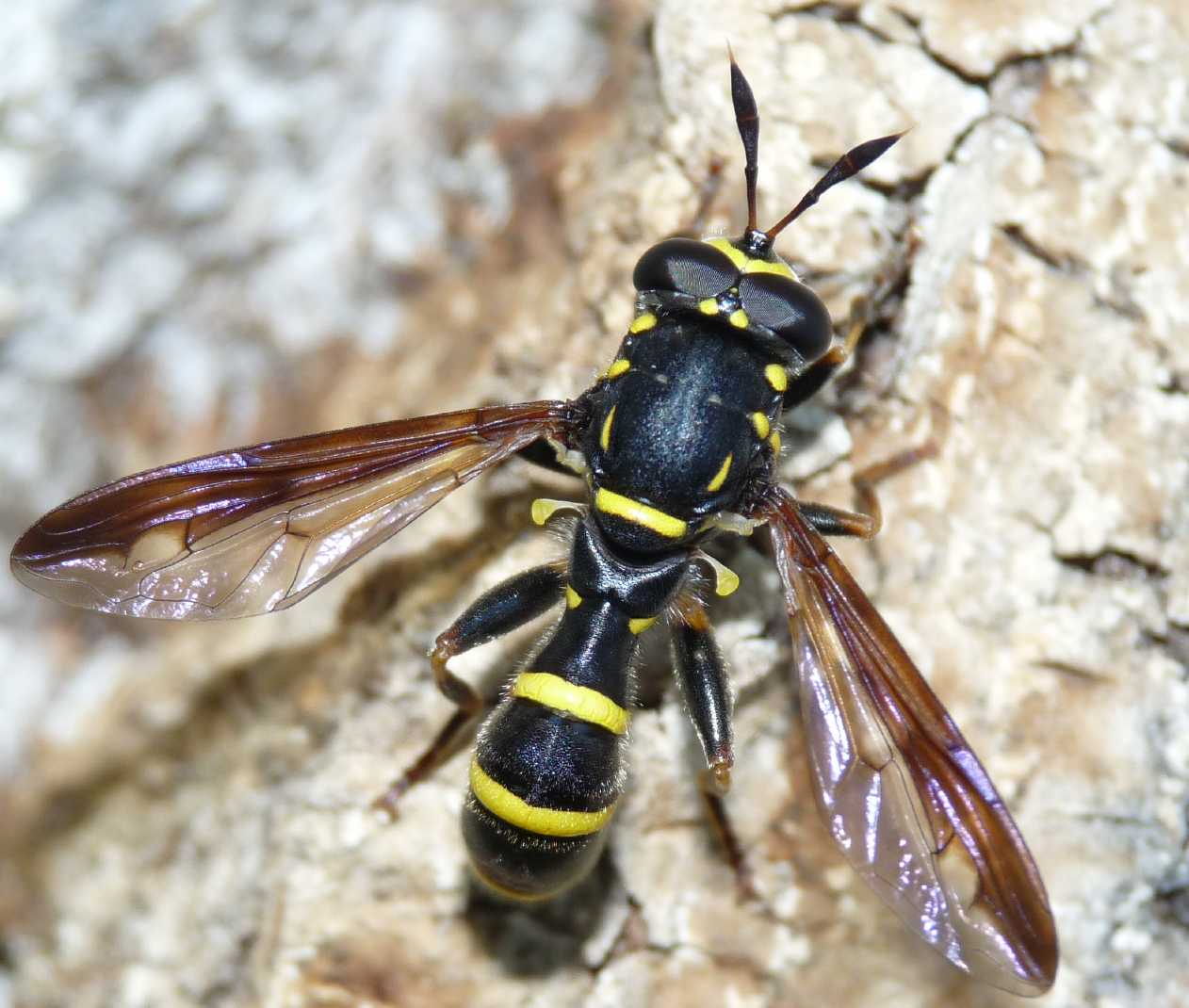 Quiz occhi Sphiximorpha subsessilis ♂ (Syrphidae)