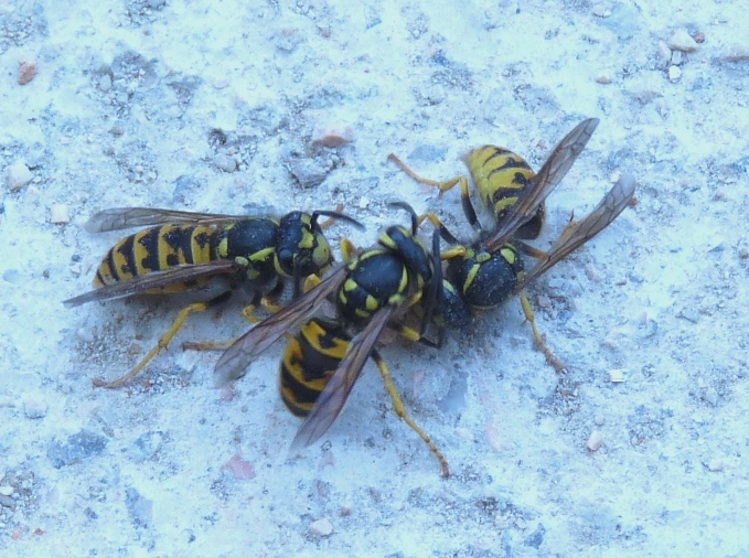 Maschio di Vespula germanica e piccolo Synema globosum