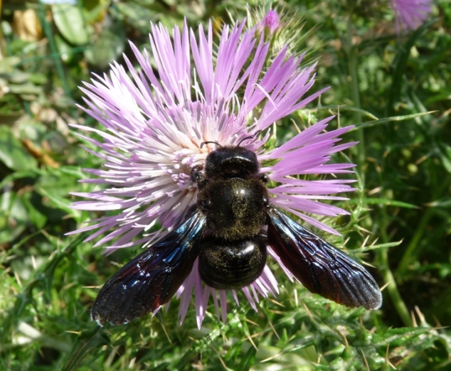 Xylocopa sp.  (Apidae).