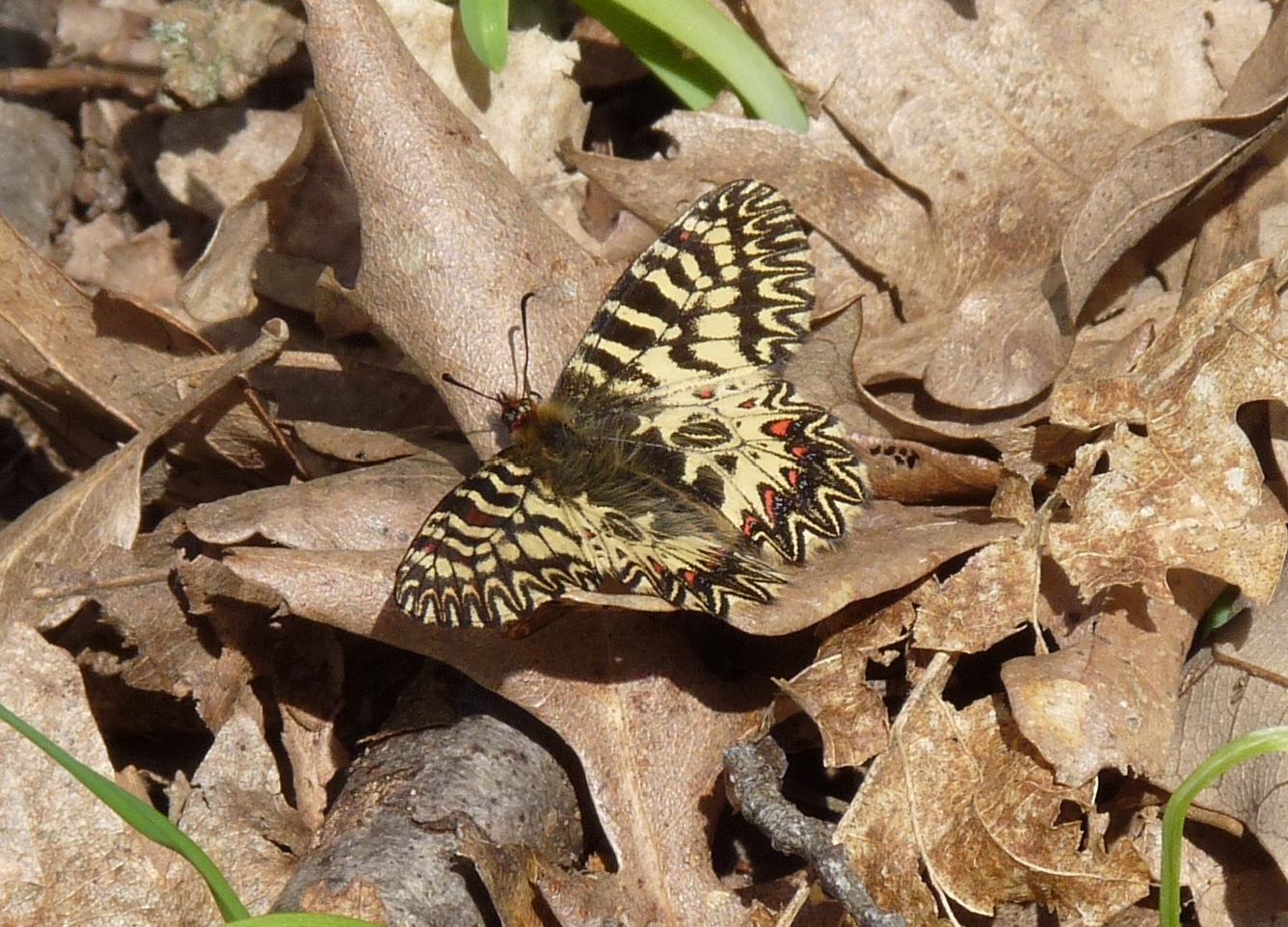 Zerynthia cassandra