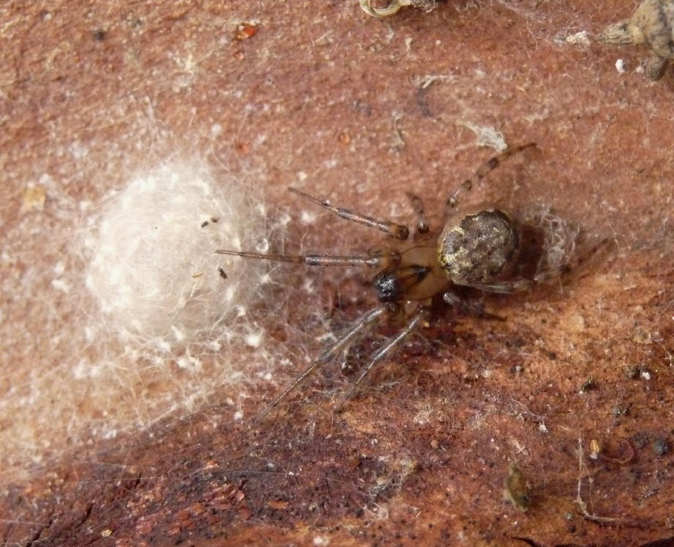 Zygiella sp.