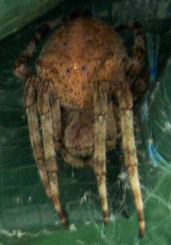 piacere, elena!..(foto di Araneus cf. angulatus).