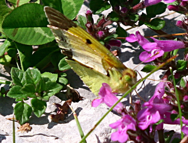 Colias croceus