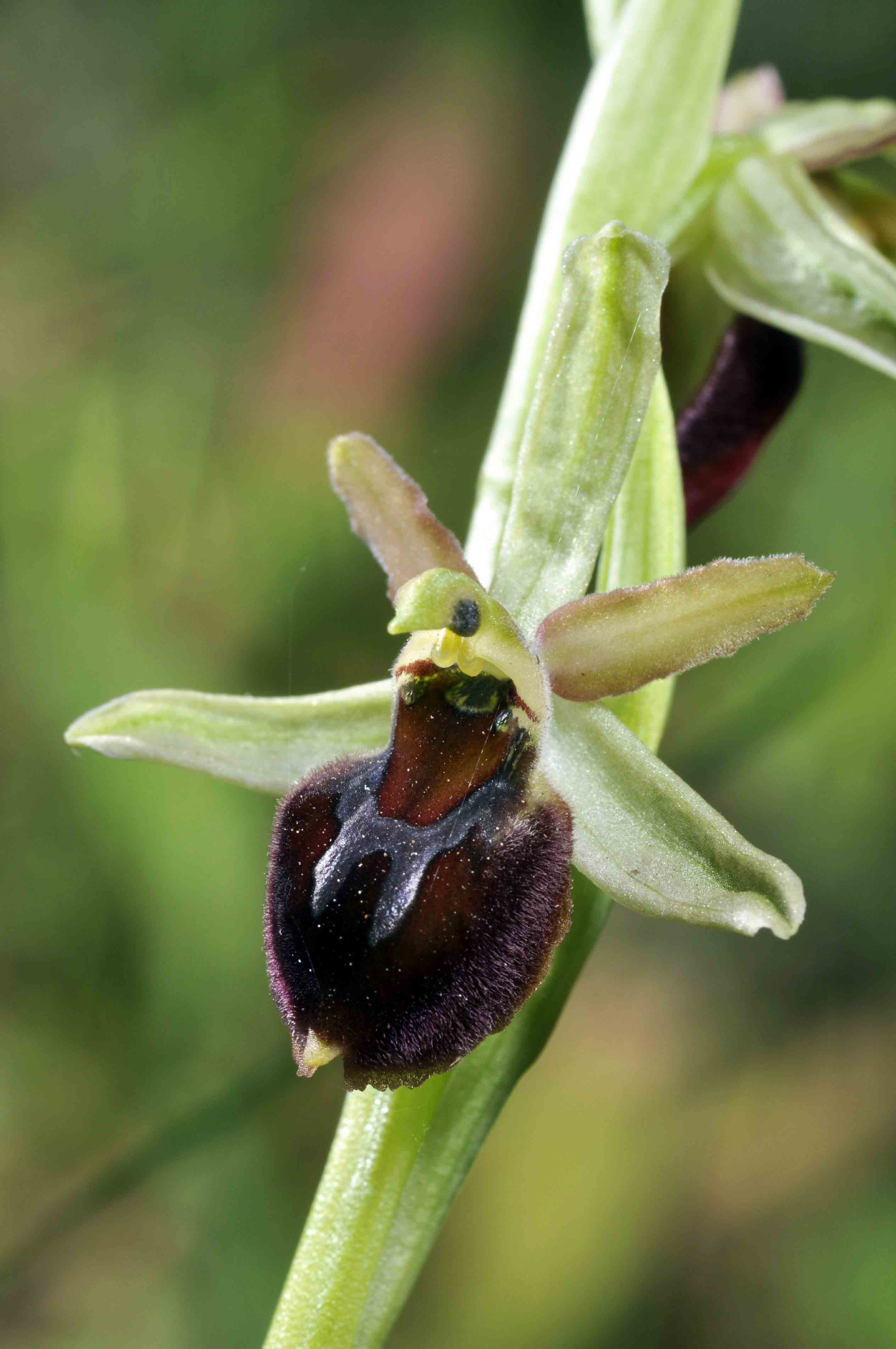 O.exaltata subsp. montis-leonis e un ibrido