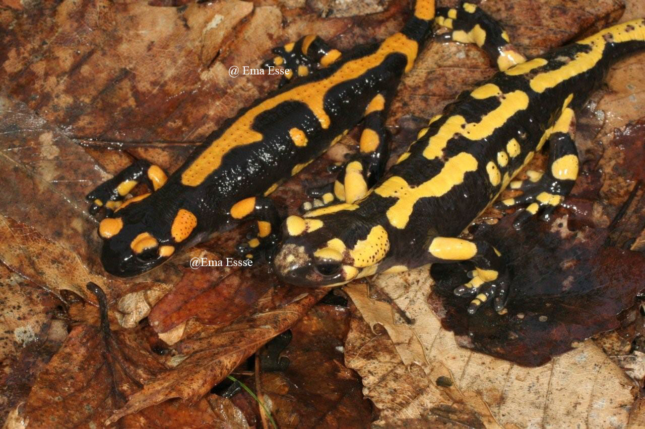 Salamandre : Morph ?