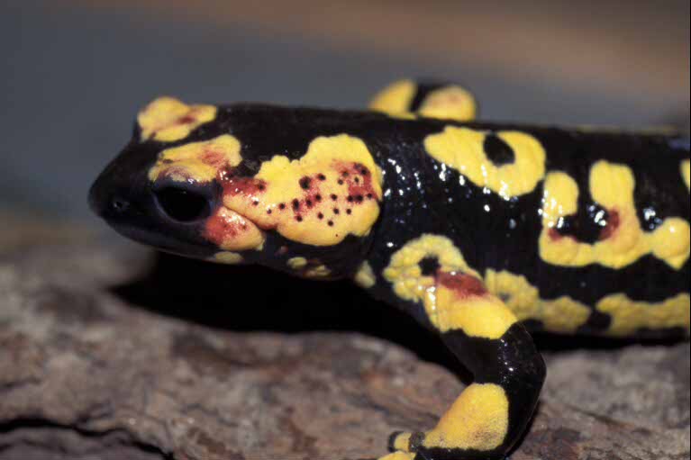 Salamandre : Morph ?