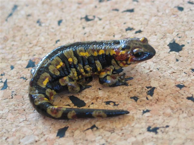 Salamandre : Morph ?