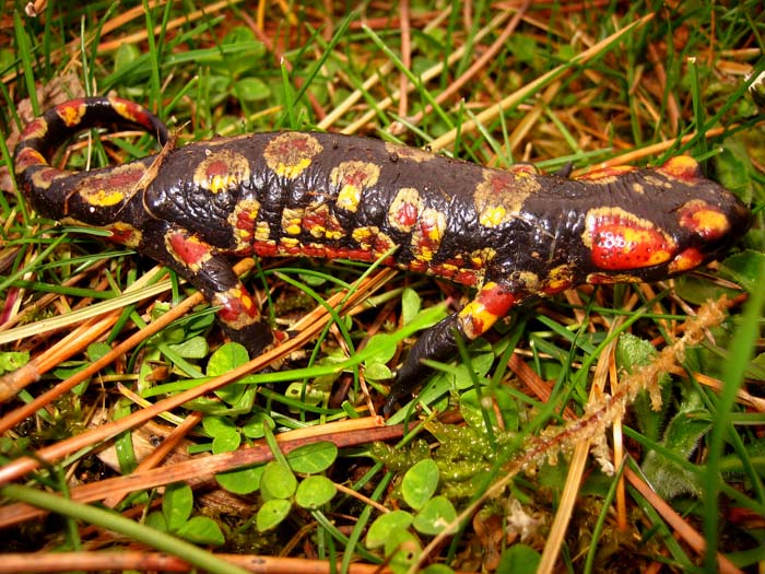 Salamandre : Morph ?