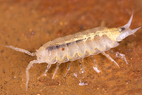 Identificazione Isopode cavernicolo
