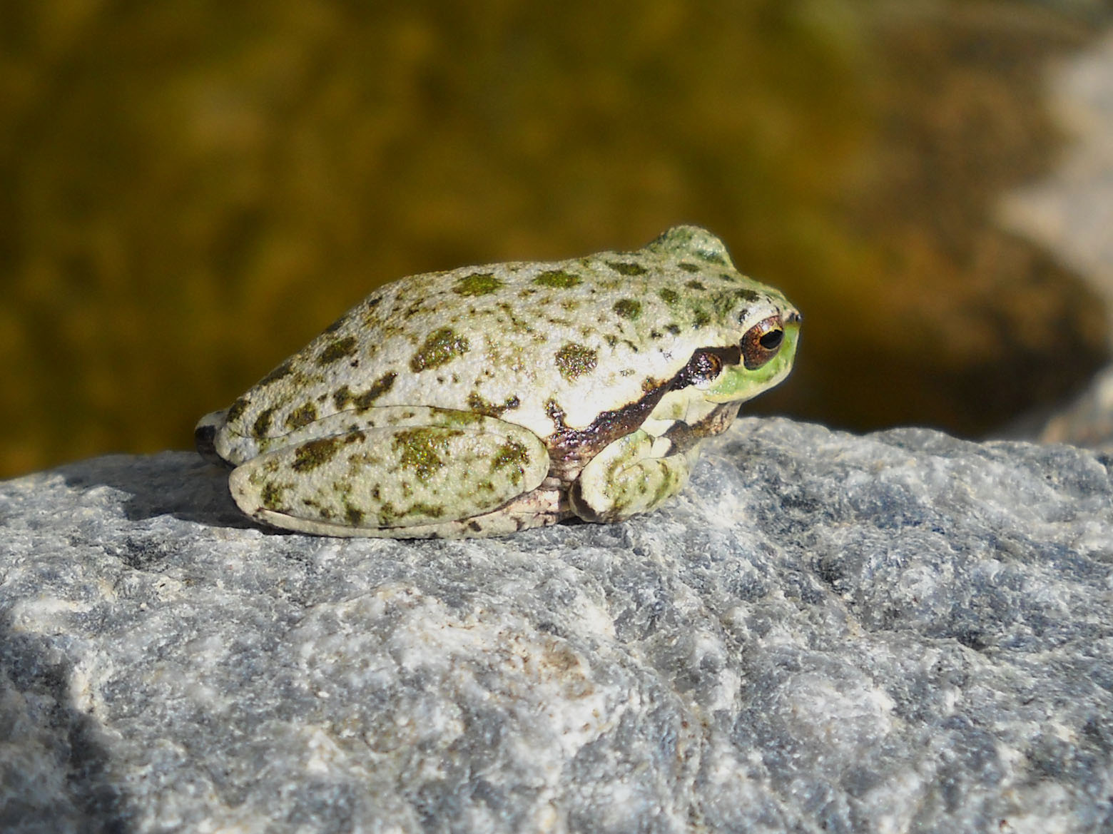 Richiesta determinazione esemplari di rana _ Hyla sarda