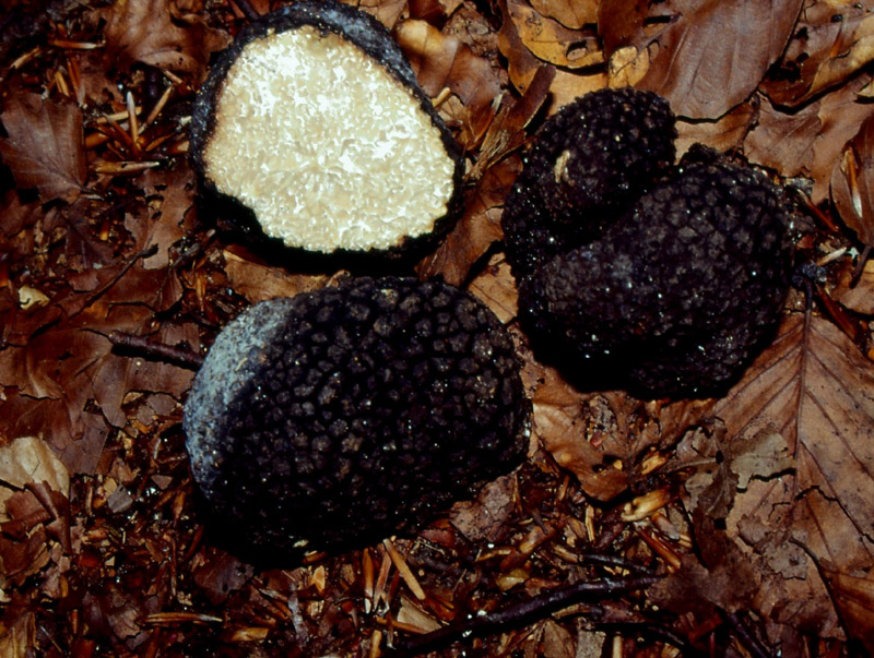 Tuber aestivum , Natura Mediterraneo - Forum Naturalistico