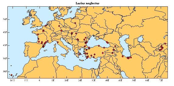 Chi ne sa di pi: invasione di formiche