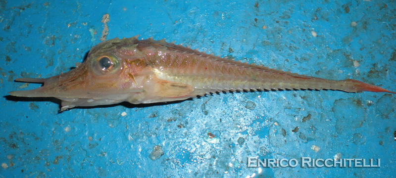 Pesce forca - Peristedion cataphractum