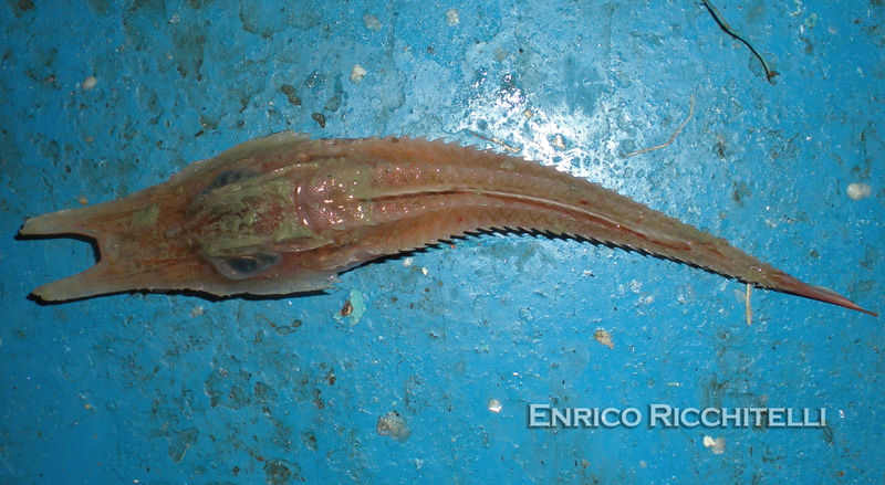 Pesce forca - Peristedion cataphractum