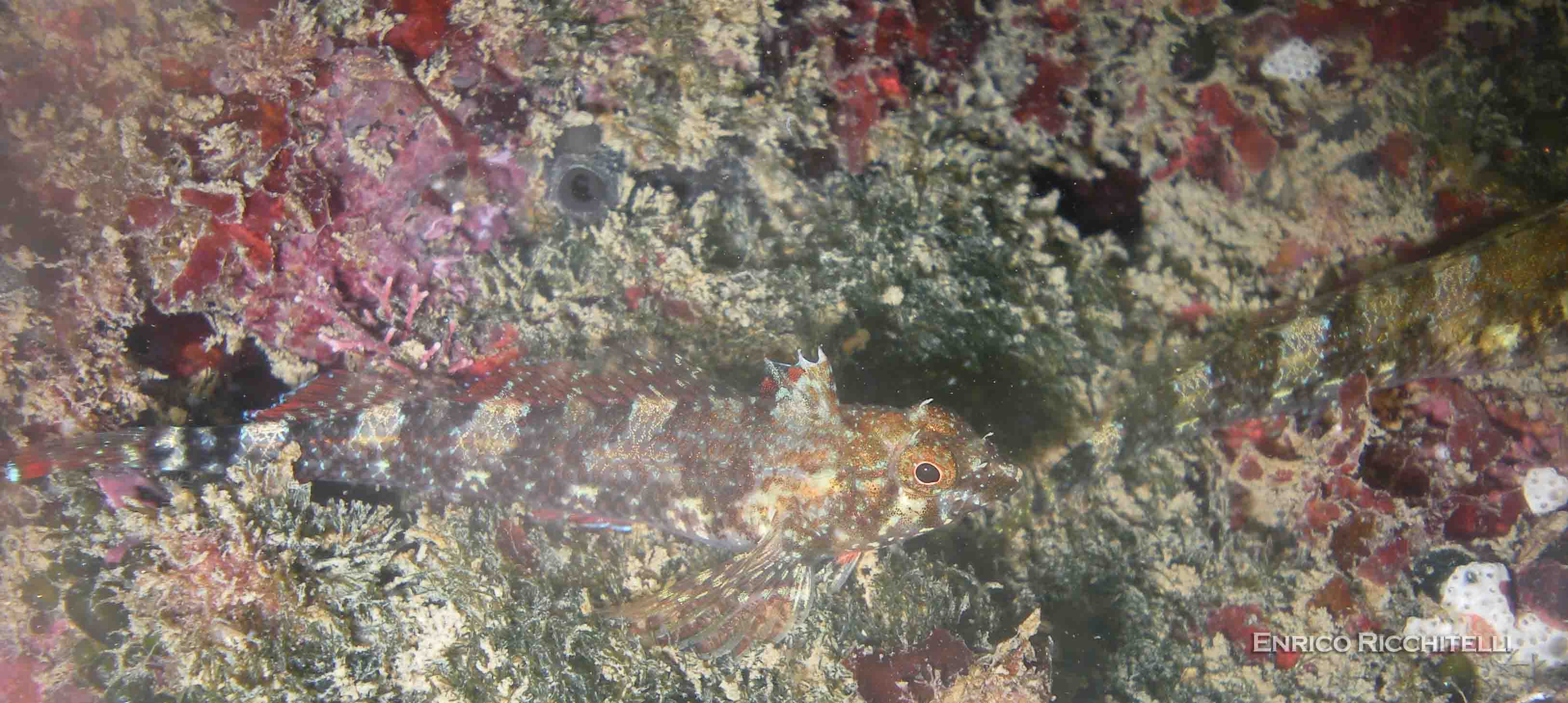 Tripterygion tripteronotus in livrea riproduttiva